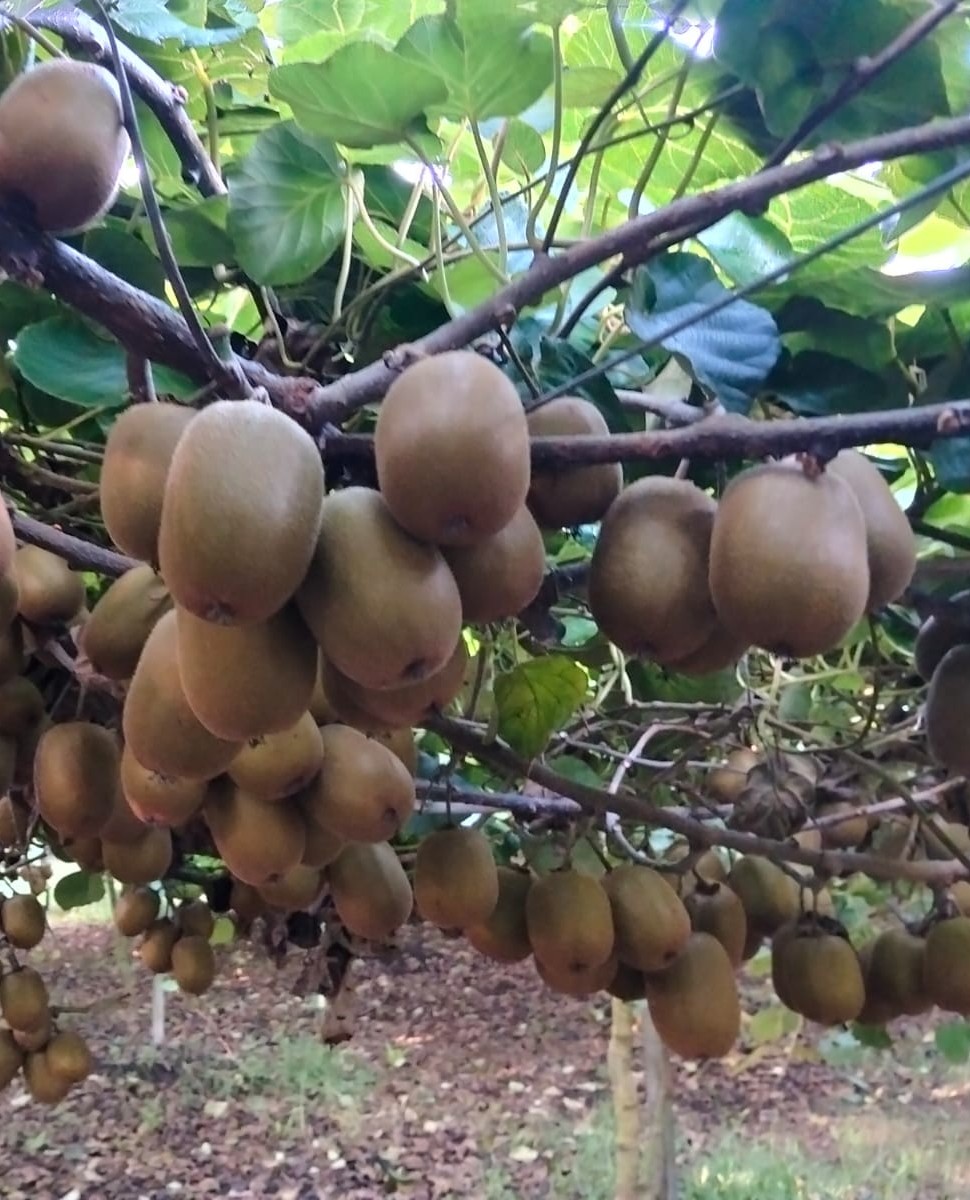 Kiwi
